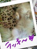 �V���Q�R��Thu